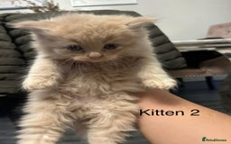 Persian cats for sale: X Persian kittens  - Image 4