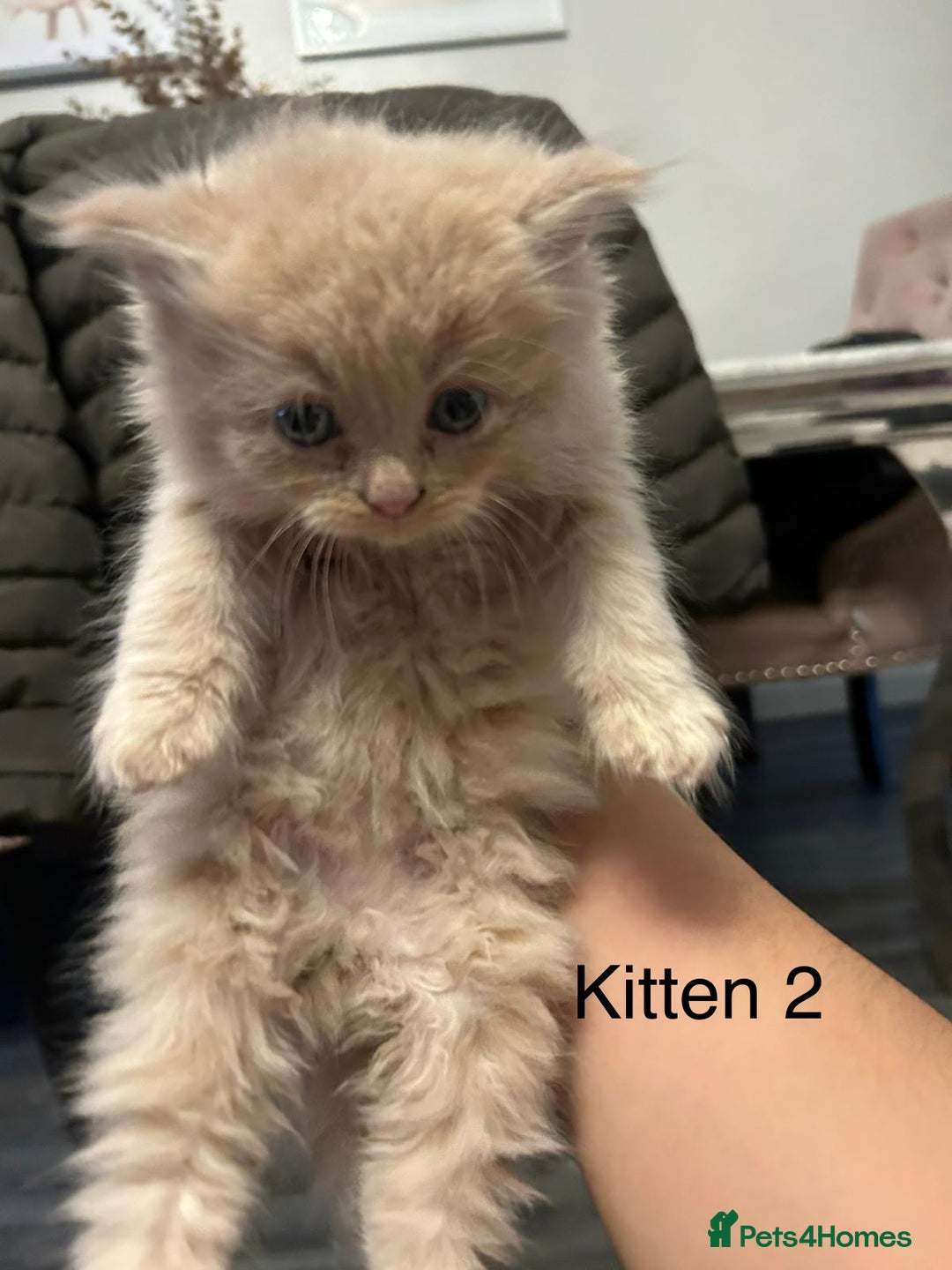 Persian cats for sale: X Persian kittens  - Image 4