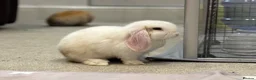 Mini Lop rabbits for sale: Baby Mini lops - indoor homes only  - Advert 9