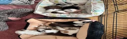 Border Collie dogs for sale: 6 amazing Border Collie puppies for sale in Darlington - Advert 13