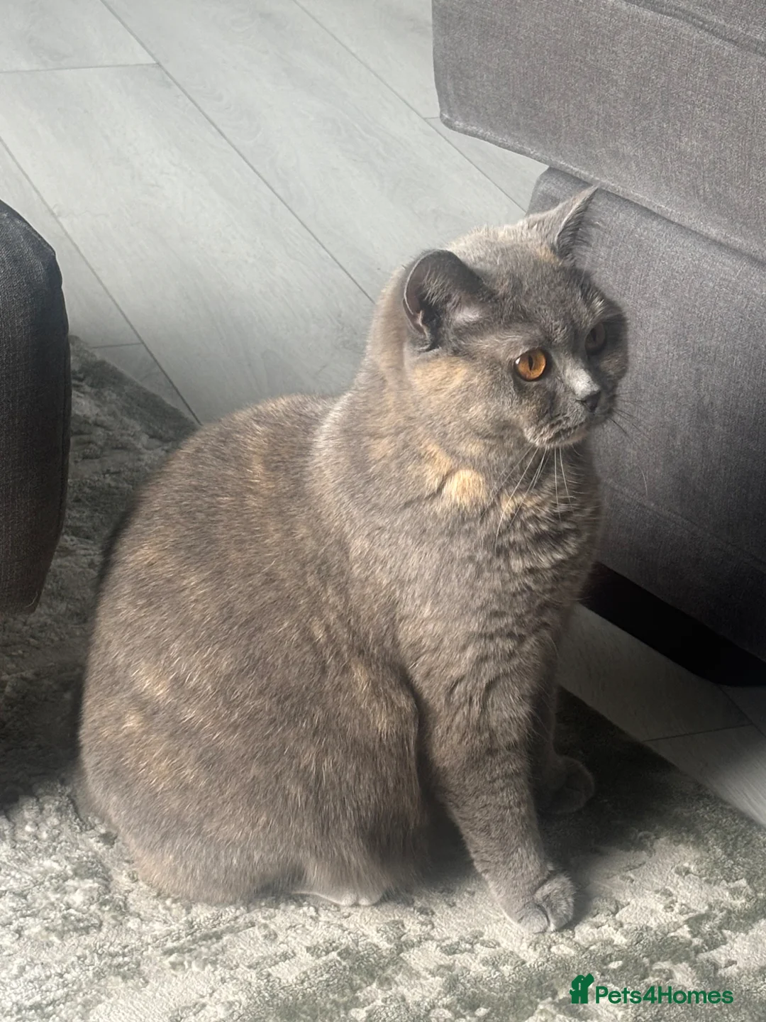 British Shorthair cats for sale: Adorable British Shorthair Kittens-Born 1st April  in Walsall - Advert 30