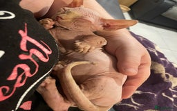 Sphynx cats for sale: Sphynx kittens  - Advert 21