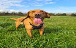 Labrador Retriever dogs for sale: KC Fox Red Labrador Pups *Ready for home 20/12/25* - Image 16