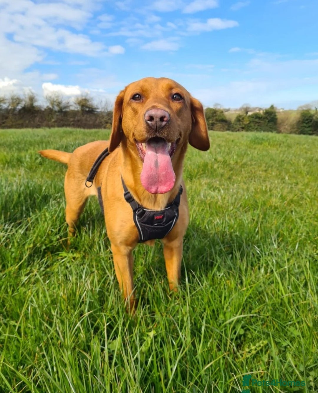Labrador Retriever dogs for sale: KC Fox Red Labrador Pups *Ready for home 20/12/25* - Image 16