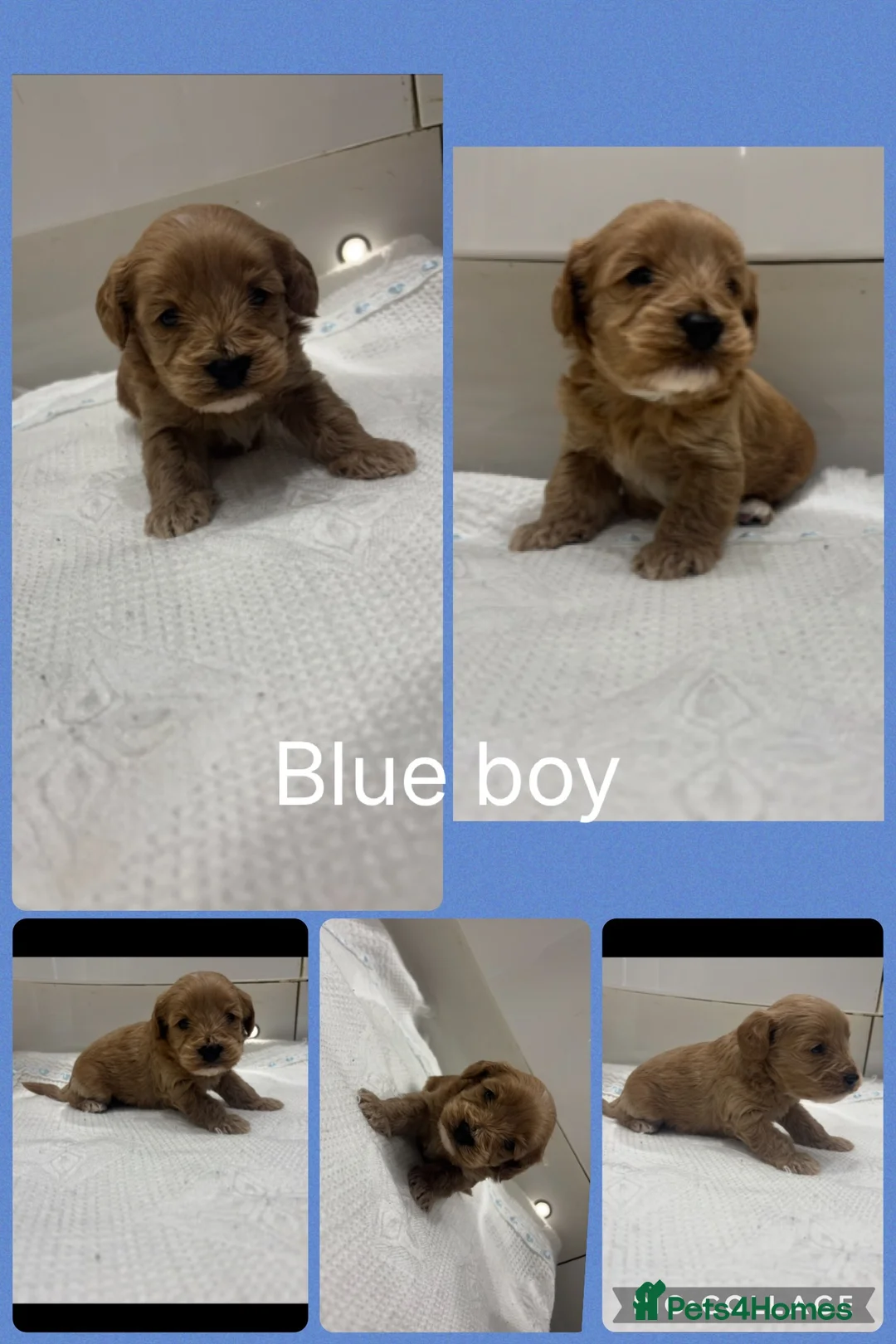 Cavapoo dogs for sale: 1 Stunning Redfox F1B teddy toy cavapoo available  - Advert 12