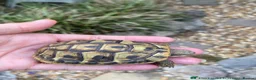 Hermann Tortoise reptiles for sale: Herman’s tortoises for sale - Advert 2