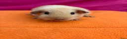 Guinea Pig rodents for sale: Californian & Himalayan - Boars & Sows - Advert 16