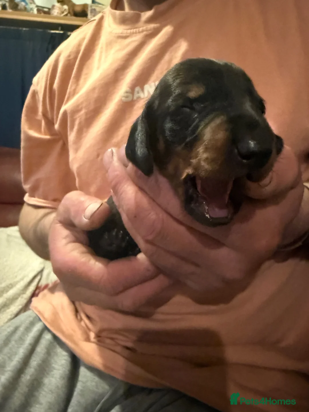 Dachshund dogs for sale: Tri coloured Dachshund - Advert 5