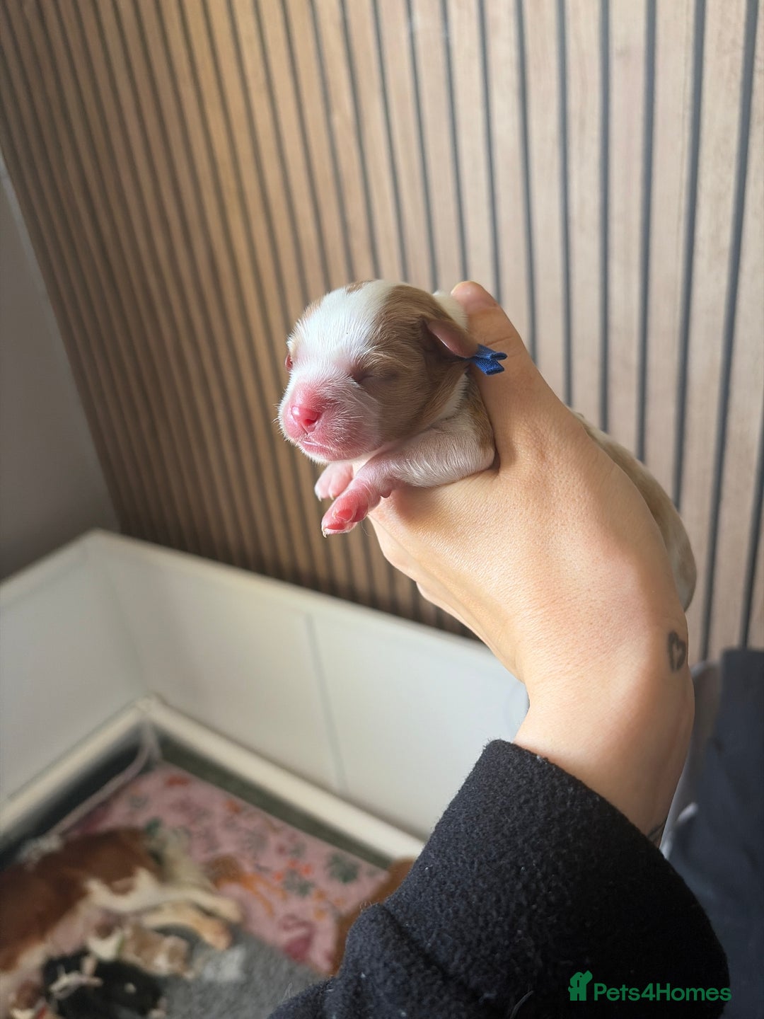 Cavalier King Charles Spaniel dogs for sale: Beautiful KC Registered Cavalier King Charles Pups - Advert 15