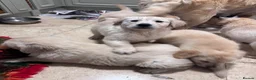 Golden Retriever dogs for sale: Golden retriever puppies - Advert 15