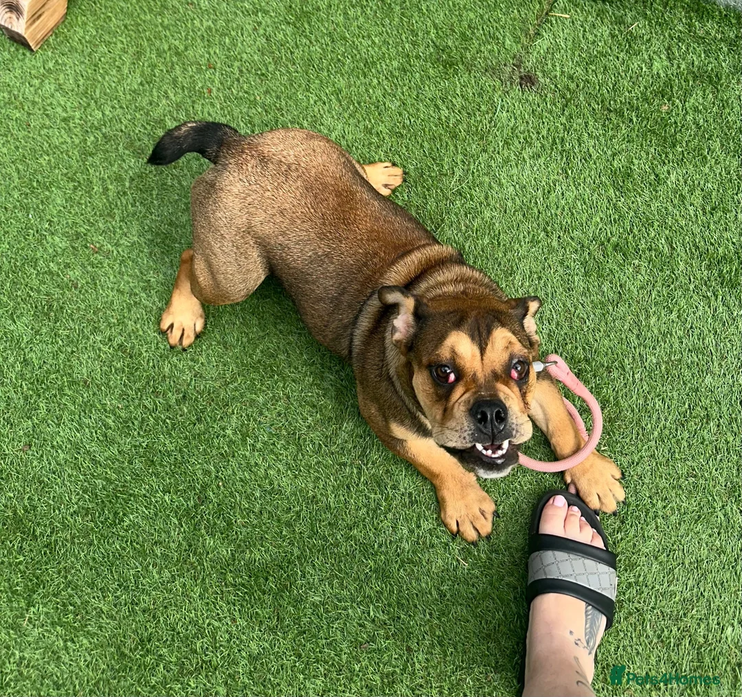 English Bulldog dogs for sale: 8 month old bulldog  - Advert 10