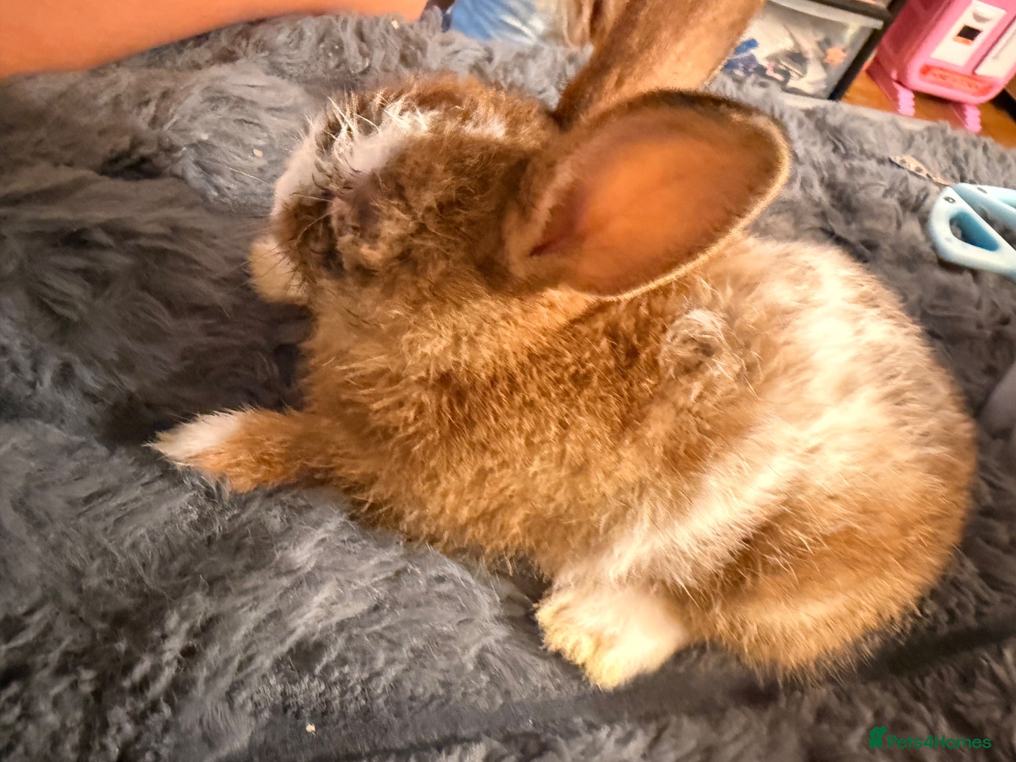 Mixed Breed rabbits Bunny for FREE - Advert 11