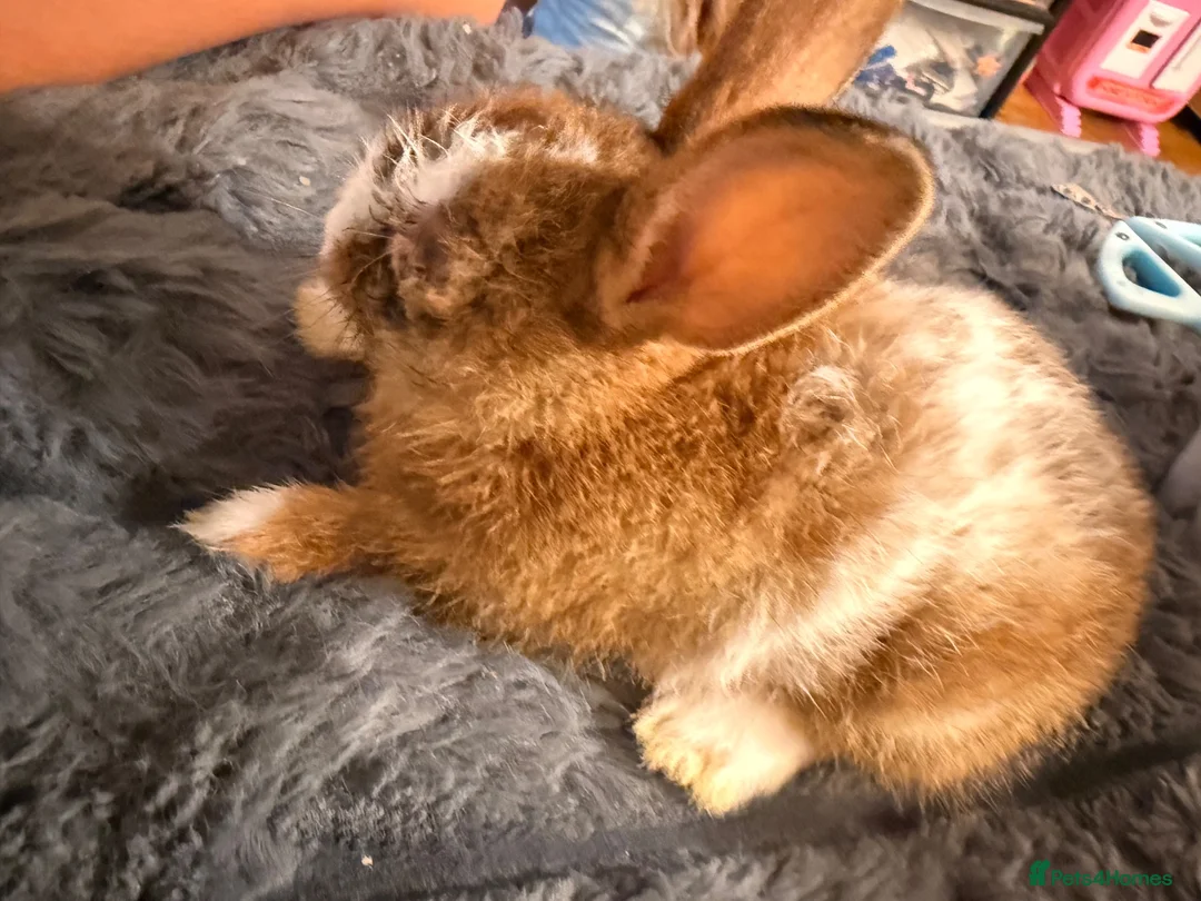 Mixed Breed rabbits for sale: Bunny for FREE - Advert 1