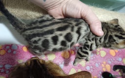 Bengal cats for sale: Pure Bengal kittens - Image 4