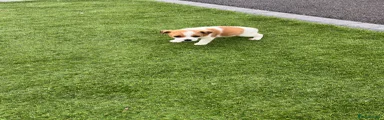 Jack Russell Puppy 5