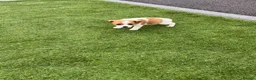 Jack Russell dogs for sale: 7 beautiful jack Russel puppies for sale - Advert 28