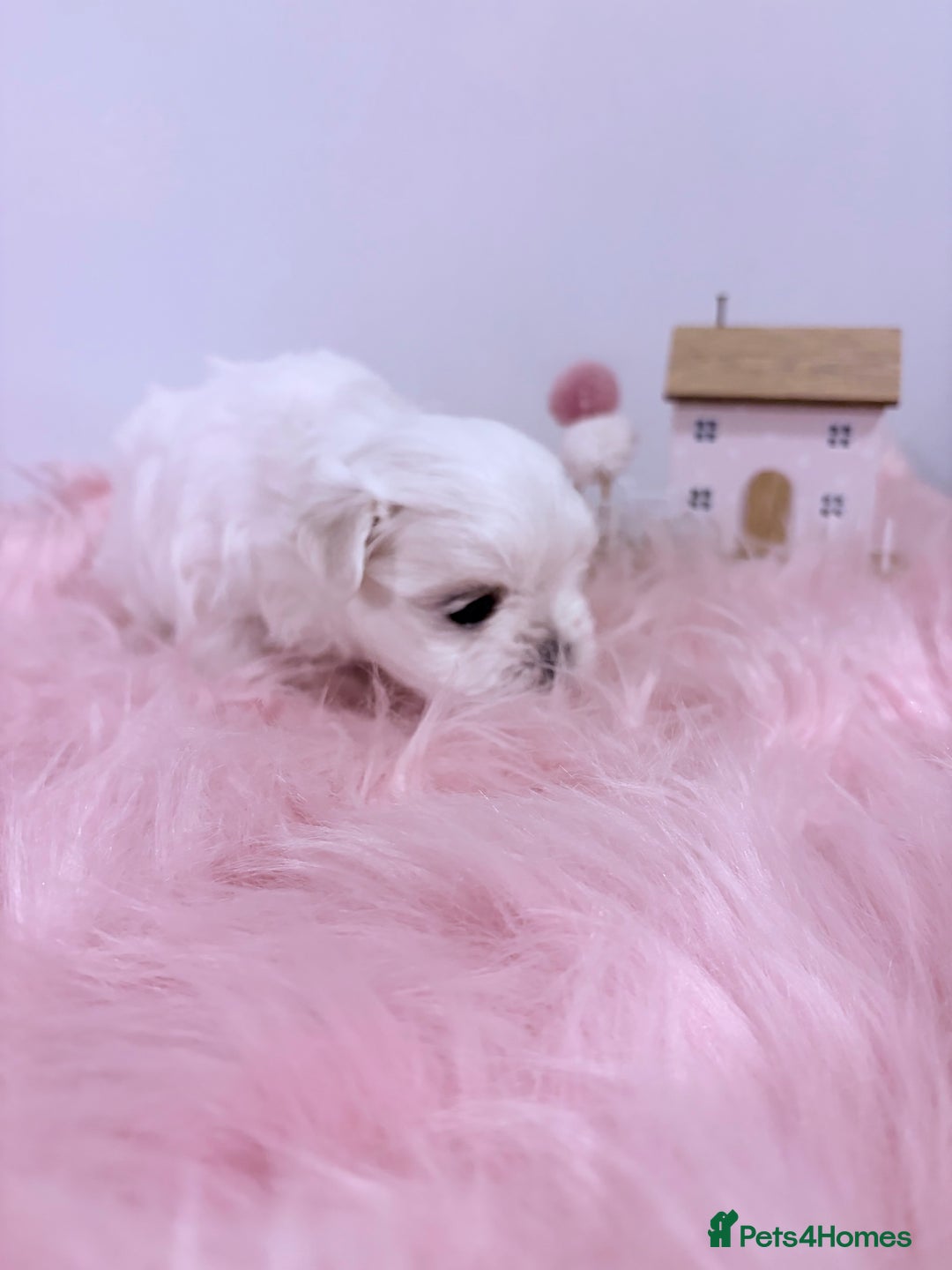Maltese dogs for sale: ❤️🩵Full Korean Baby pups🩵❤️ - Advert 29