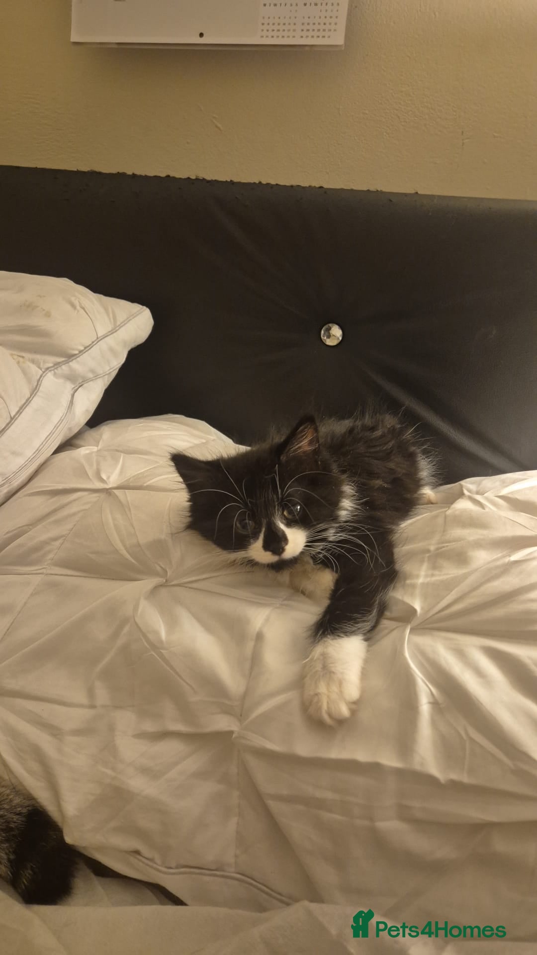 Mixed Breed cats for sale: Adorable kittens - Advert 1