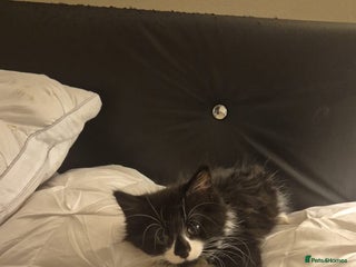 Mixed Breed cats Adorable kittens - Advert 1