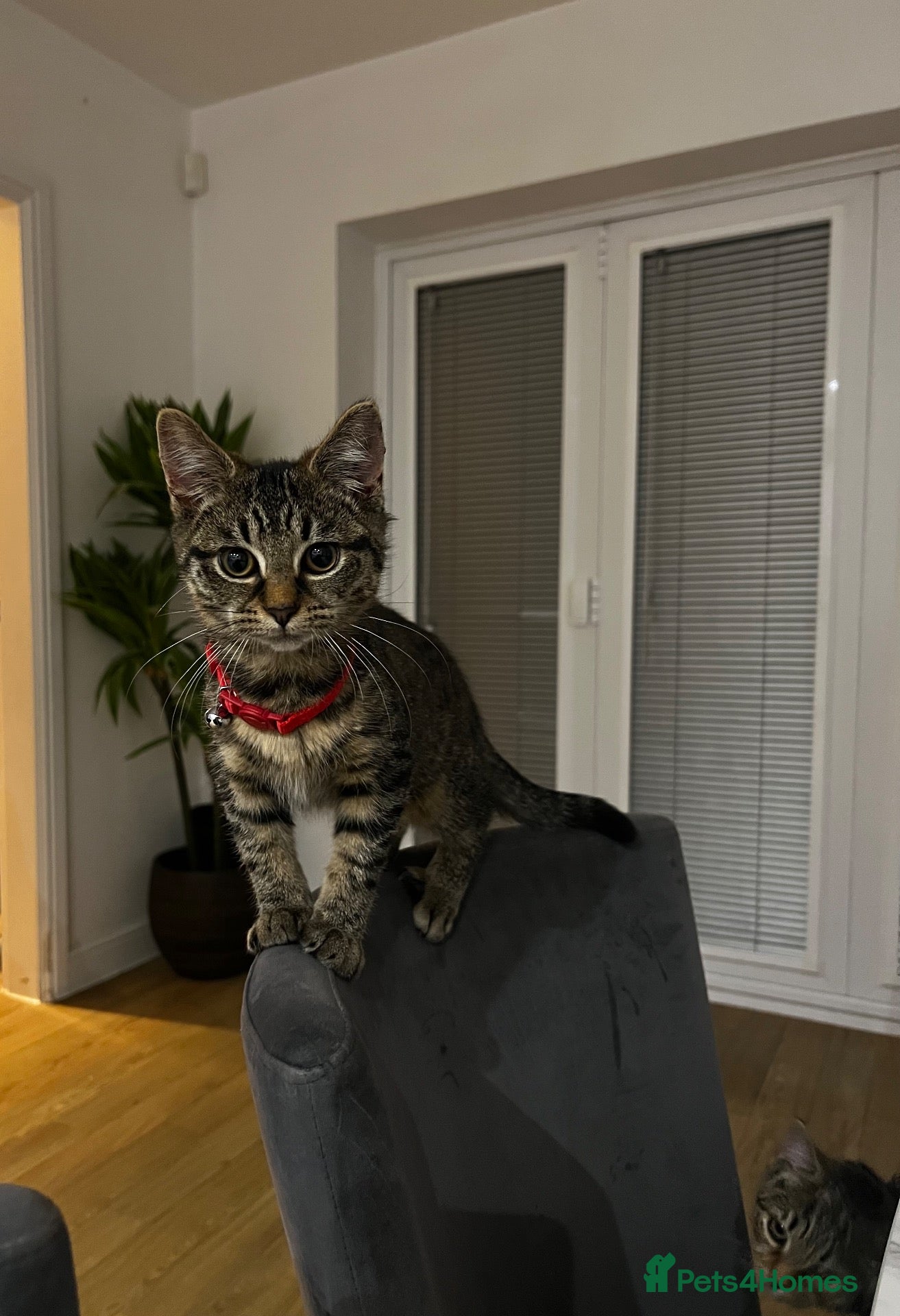 American Shorthair cats Tabby kittens  - Advert 2