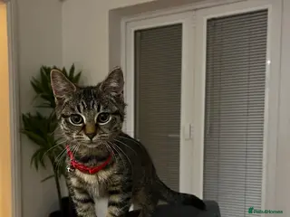 American Shorthair cats Tabby kittens - Advert 2