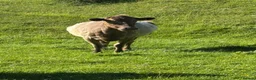 Cows & Bulls livestock for sale: Dexter x Galloway Cows and Dexter Bull for sale  - Advert 8