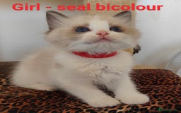 Ragdoll cats for sale: GCCF REGISTERED EUROPEAN LINE RAGDOLL KITTENS  - Image 11