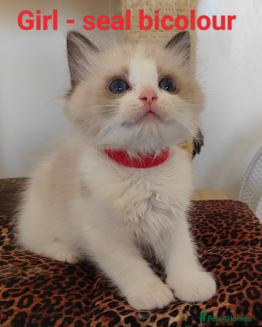 Ragdoll cats for sale: GCCF REGISTERED EUROPEAN LINE RAGDOLL KITTENS  - Image 11