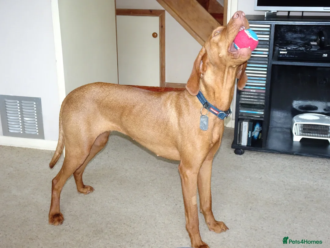 Hungarian Vizsla dogs for sale: Breeze the Hunter - Advert 6