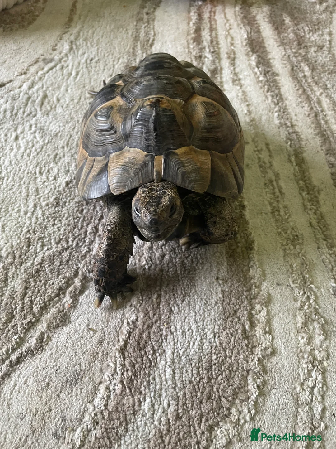 Tortoise reptiles for sale: Spurthigh tortoise  in Leicester - Advert 1