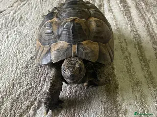 Tortoise reptiles Spurthigh tortoise in Leicester - Advert 1