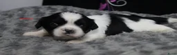 Shih Tzu dogs for sale: LOVELY CUTE SHIH TZU PUPPIES - Advert 8