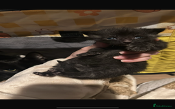 Domestic Shorthair cats for sale: Kittens for rehoming available on the 12th Dec - Advert 6