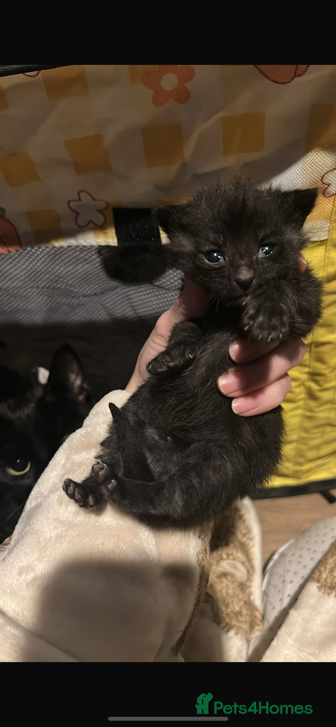 Domestic Shorthair cats for sale: Kittens for rehoming available on the 12th Dec - Advert 6