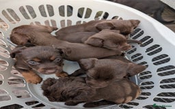 Mixed Breed dogs for sale: Small Jack Russell X Cocker Spaniel Puppies  - Image 12