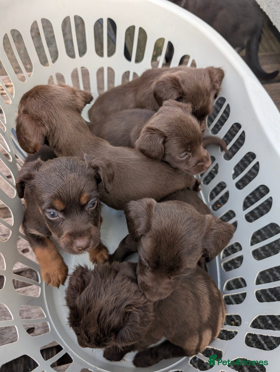Mixed Breed dogs for sale: Small Jack Russell X Cocker Spaniel Puppies  - Image 12