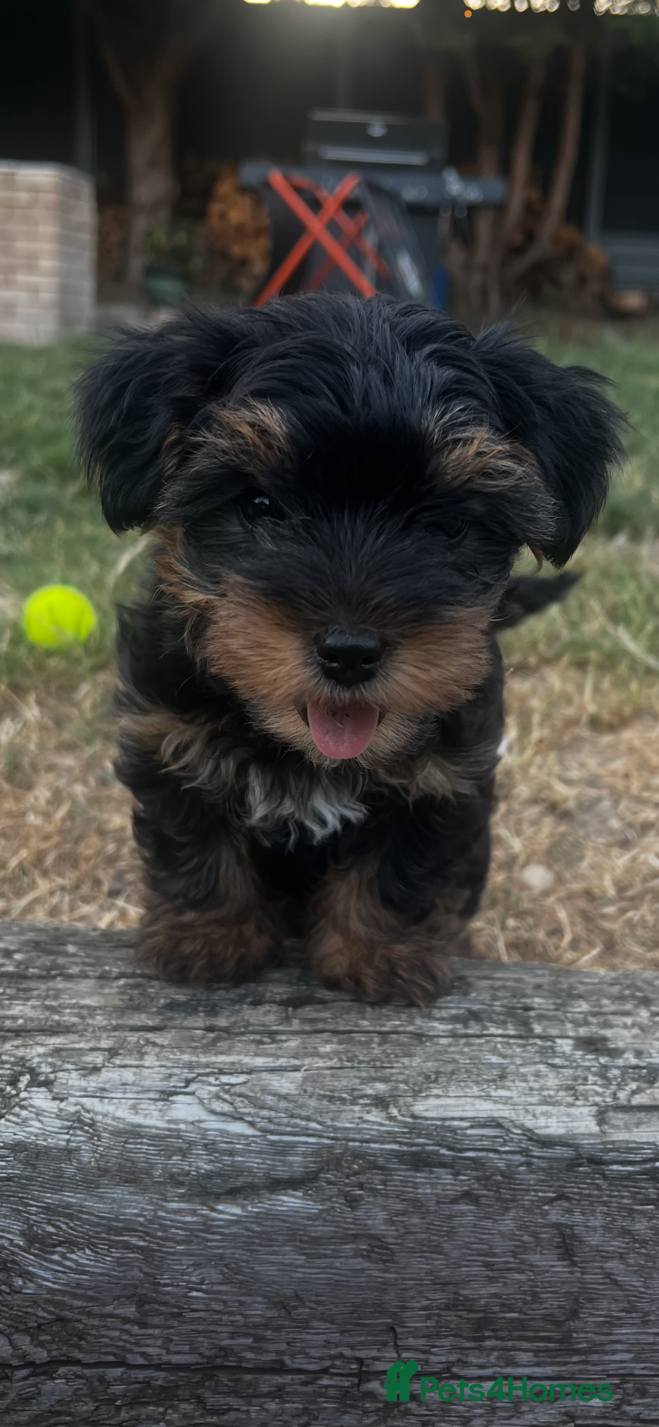 Yorkshire Terrier dogs Beautiful baby girl  - Advert 1