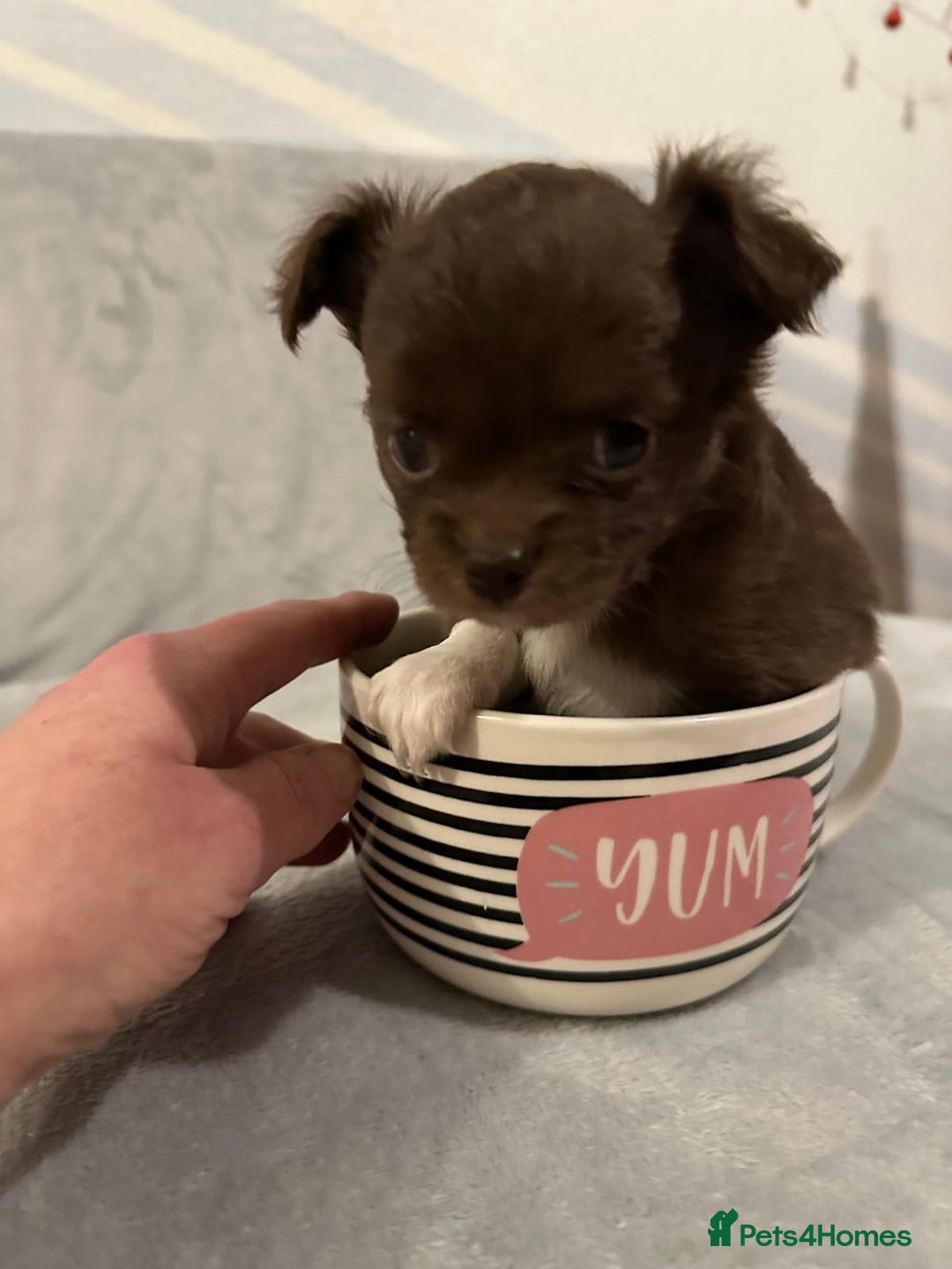 Chihuahua dogs for sale: 2 gorgeous girls for sale ❤️ - Advert 16