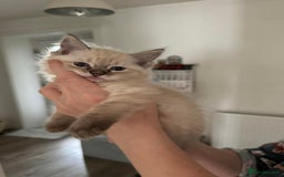 Ragdoll cats for sale: READY TO LEAVE fluffy Lynx and blue point Ragdoll - Image 10