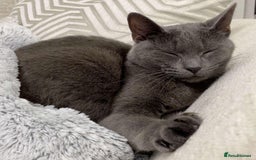 Russian Blue cats for sale: (FREE)Gorgeous 2 year old female cat for adoption  - Image 5