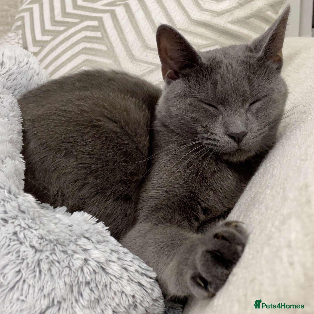 Russian Blue cats for sale: (FREE)Gorgeous 2 year old female cat for adoption  - Image 5
