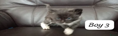 Ragdoll 4