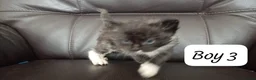 Mixed Breed cats for sale: Ragdoll mum and British short blue dad in Great Yarmouth - Advert 5
