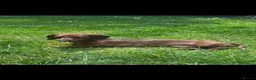 Miniature Dachshund dogs for stud: Kc reg miniature dachshund for stud - Advert 3