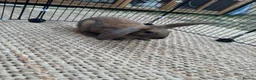 English Lop rabbits for sale: Rabbits  - Advert 3