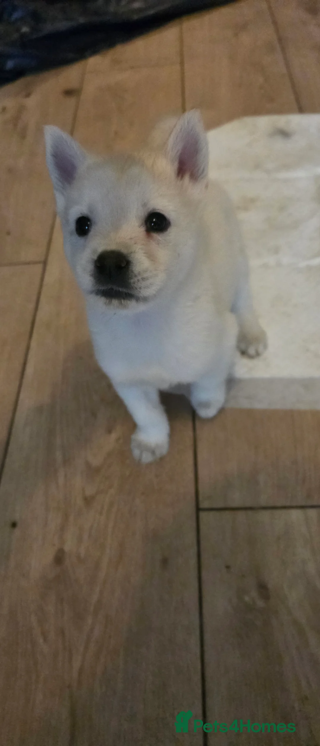 Mixed Breed dogs for sale: adorable male Chowski pup for sale - Advert 40