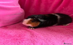 Guinea Pig rodents for sale: 2 teddy boys  - Image 2