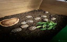 Hermann Tortoise reptiles for sale: Hermann tortoise hatchlings for sale. - Image 3