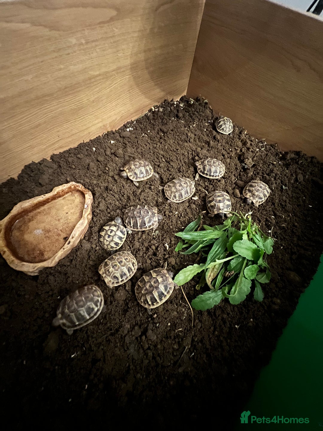 Hermann Tortoise reptiles for sale: Hermann tortoise hatchlings for sale. - Image 3