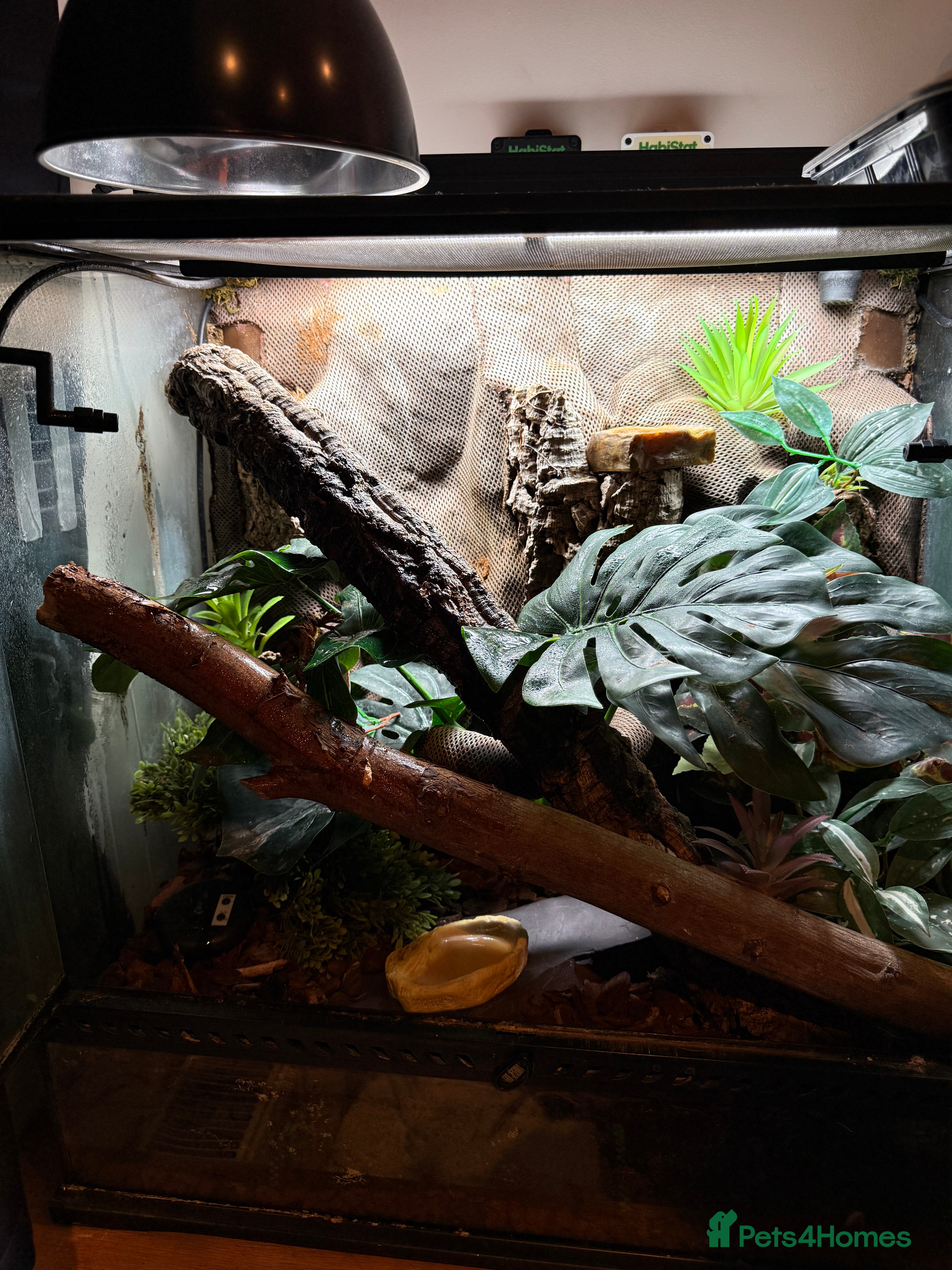 Gecko reptiles Male and female gargoyle gecko set up  in Burnham-on-Crouch - Advert 9